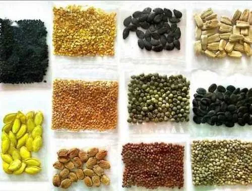 Premium Vegetable Seeds