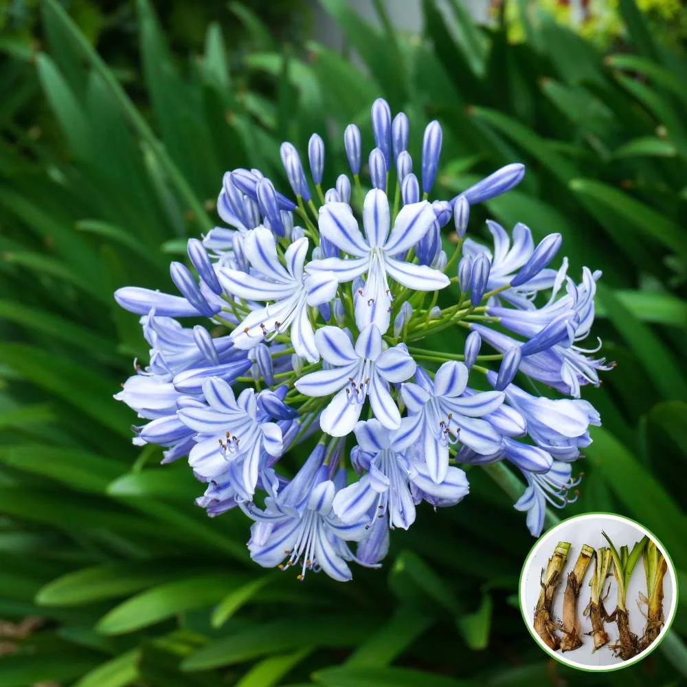 Agapanthus Flower Bulbs