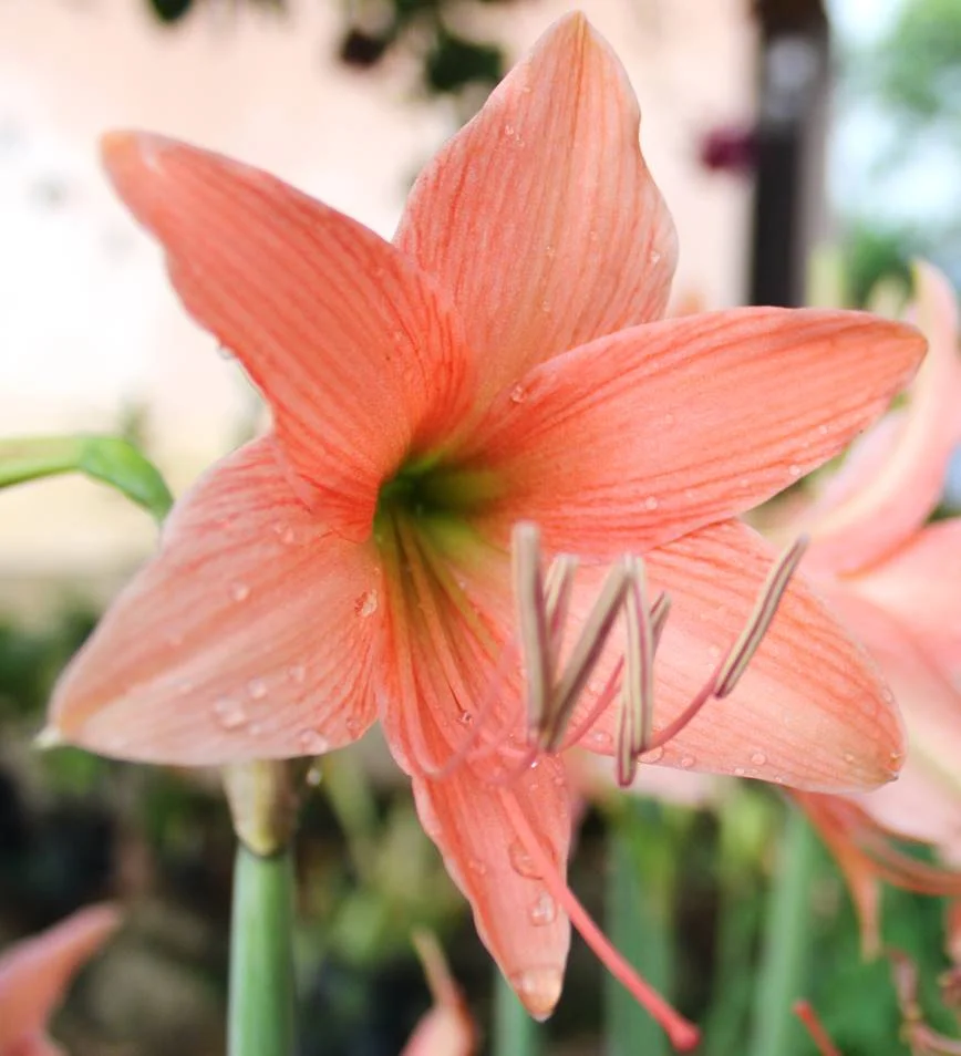 Amaryllis Lily Flower Bulbs