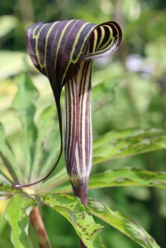 Arisaema Flower Bulbs