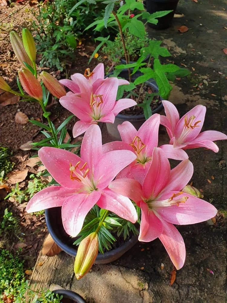 Asiatic Lily Flower Bulbs