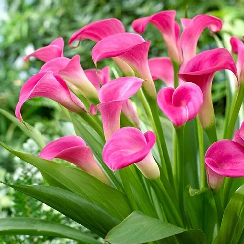 Calla Lily Flower Bulbs