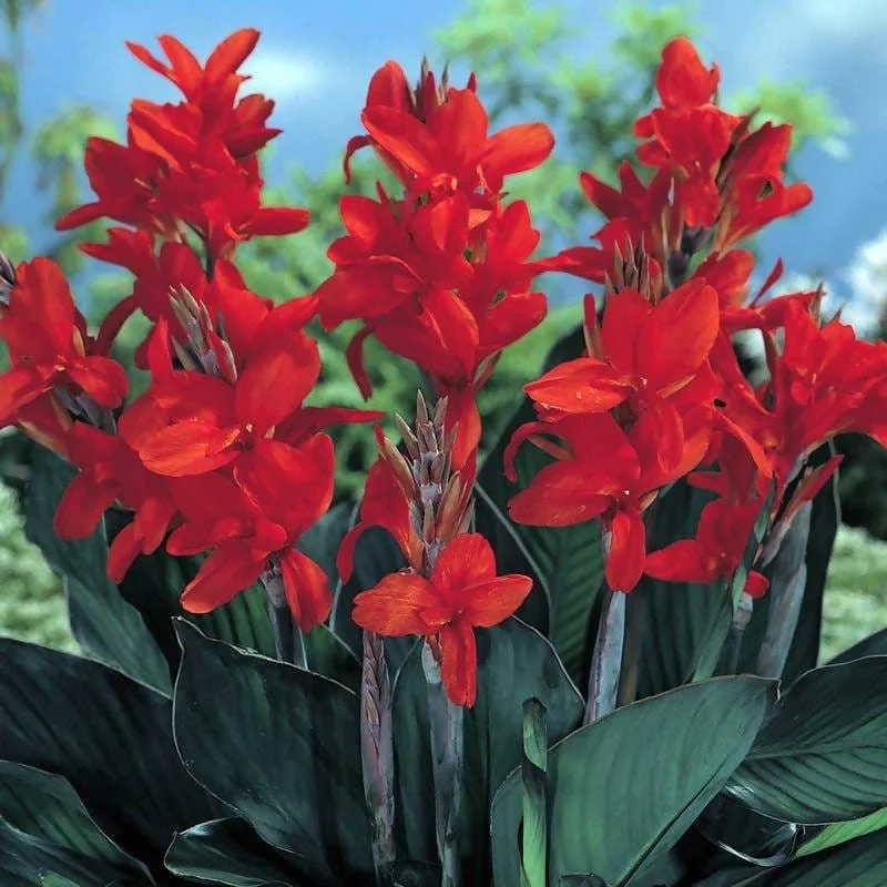 Canna Flower Bulbs