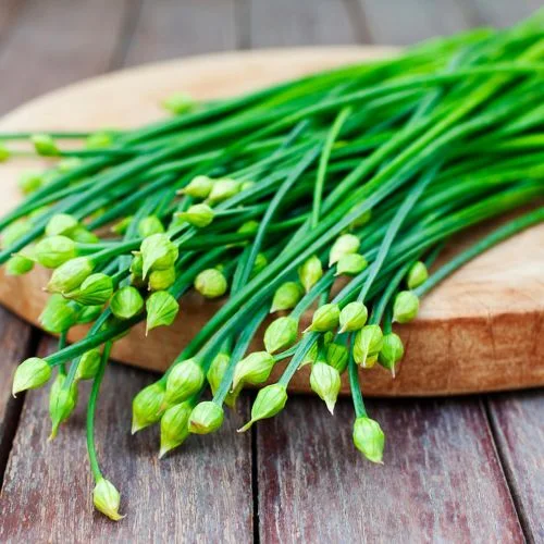 Chives (Allium schoenoprasum)