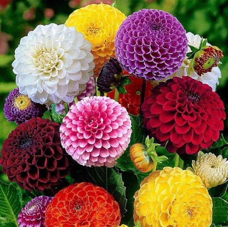 Dahlia Flower Bulbs