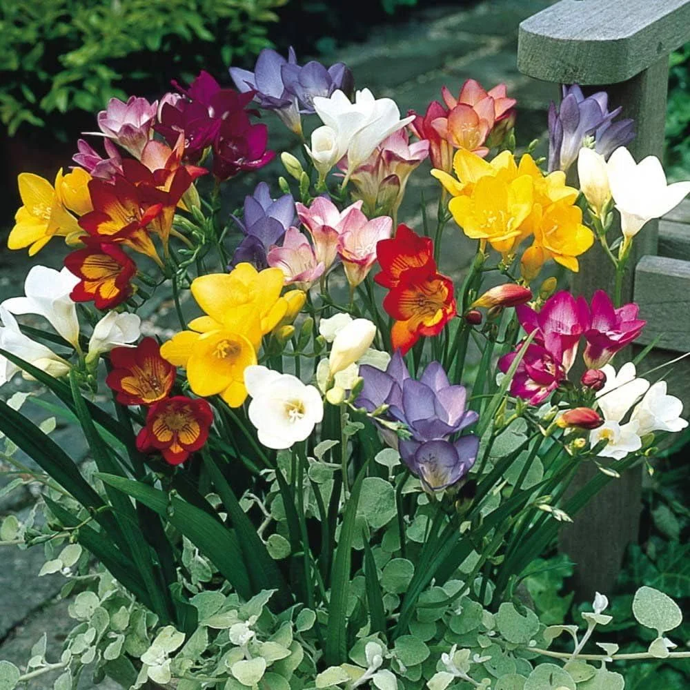 Freesia Flower Bulbs