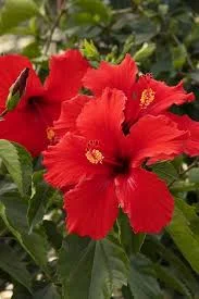 Fresh Hibiscus