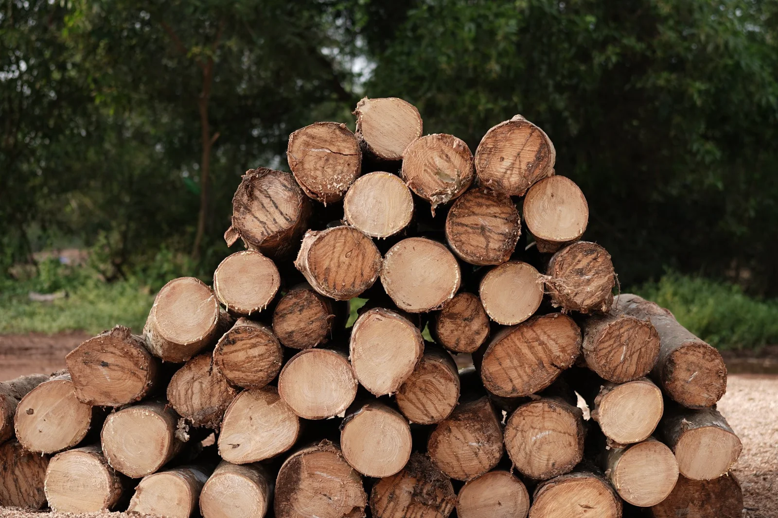 Rubber Wood (Hevea Hardwood Timber)