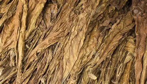 Raw Tobacco Leaves