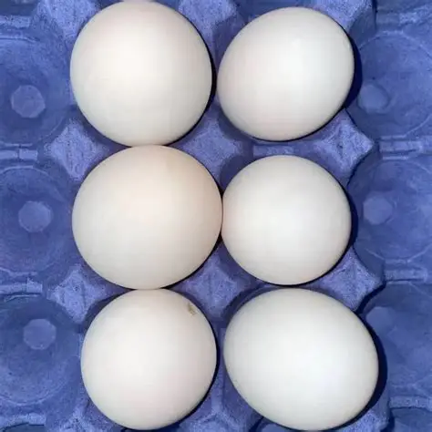 Duck Eggs