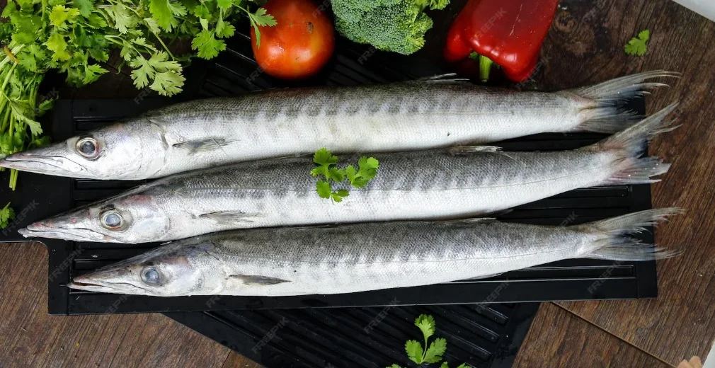 Fresh Barracuda Fish