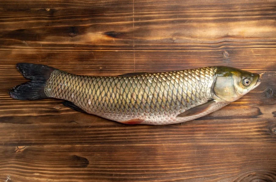 Fresh Carp Fish
